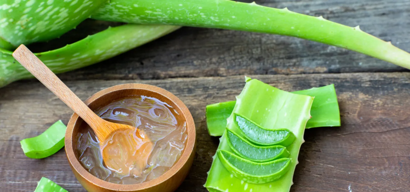 Gel d’aloe vera frais de cosmetiques-aloe-vera Auch, pulpe naturelle et feuilles vertes sur fond boisé,